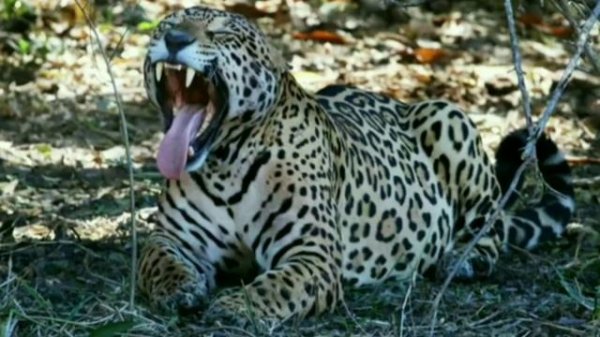 Jaguar Joker 🐆👑😉👍🏻