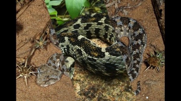 Южноафриканская горная гадюка