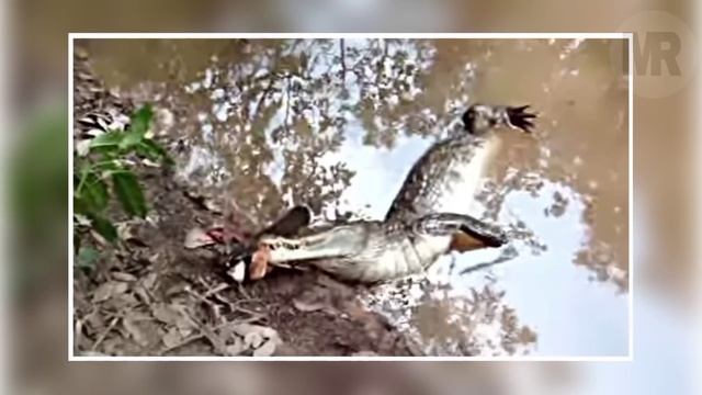 Nagulat Sila Ng Maaktuhan Ang Delikadong Hayop Sa Amazon River | Dangerous Animals In Amazon River смотреть онлайн