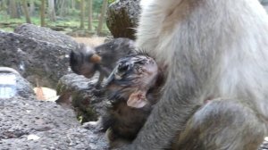 Ah! What this is of newborn monkey? It just born baby monkey, It is so cute Jill's newborn monkey