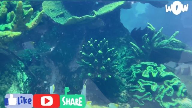 WE WENT WALKING & WINDOW SHOPPING AT AL AZZAM MALL | NAJRAN SAUDI ARABIA смотреть онлайн