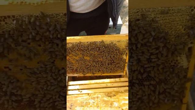 СОТИЛАДИГАН АСАЛАРИЛАР // КУЧЛИ АСАЛ АРИЛАР СОТИЛАДИ.200 семия оптим . 13.03.2022-йил. смотреть онлайн