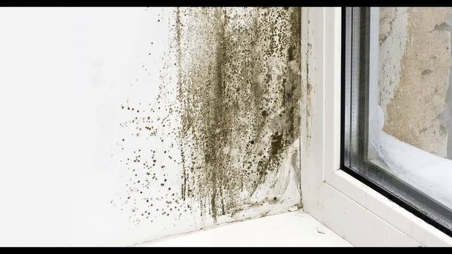 The Root Cause and Effect of Black Mould Indoors | Vortice - Interview смотреть онлайн