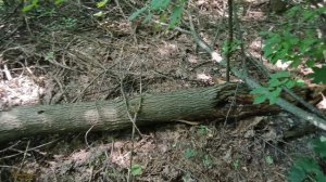 ИСПЫТАНИЕ АККУМУЛЯТОРНОЙ ПИЛИ Procraft PCA40/2 / ЗАГОТОВКА ДРОВ МОТОБЛОКОМ КЕНТАВР