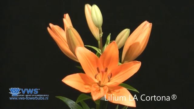 Lilium Cortona ®