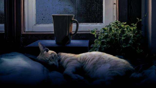 🌧️😌 Relaxing RAIN on the WINDOW. Please don’t wake Toby! 😺 смотреть онлайн