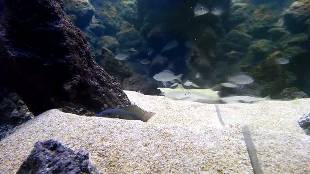 "My Tanganyika world" (300 gal tank) смотреть онлайн