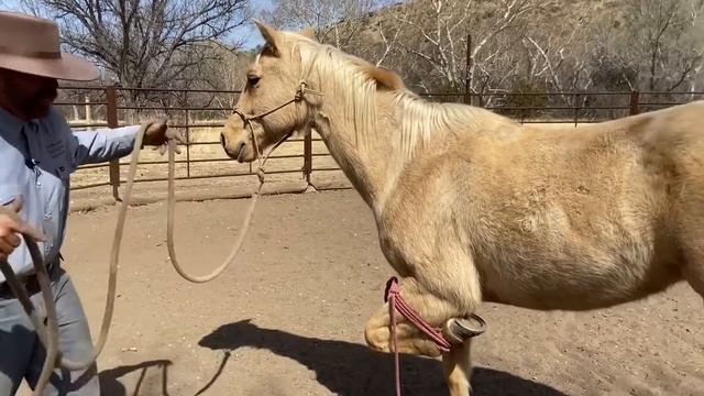 Front Foot Tie (One - Leg Hobble) With Rope смотреть онлайн