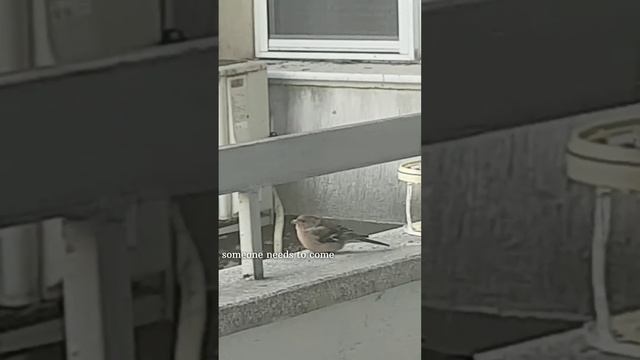 Eurasian chaffinch on my window смотреть онлайн