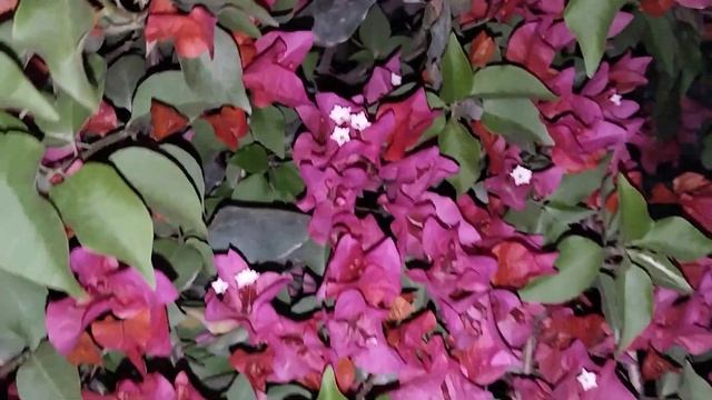 Beautiful Pink Rose Night Mood 4K Night Mood смотреть онлайн