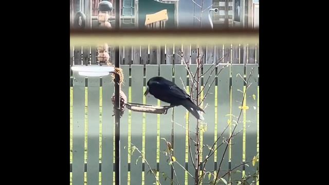 Me spying on Rooks in our garden through the kitchen window 😂 смотреть онлайн