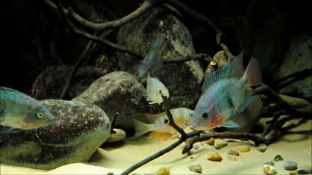 Display tank 2 (update) смотреть онлайн