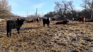 Содержание КРС мясного направления | Белгородская область | Калмыцкая порода