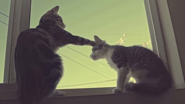 Sweet kitten sitting on window playing each other|Sweet cats |MT animals Parks смотреть онлайн