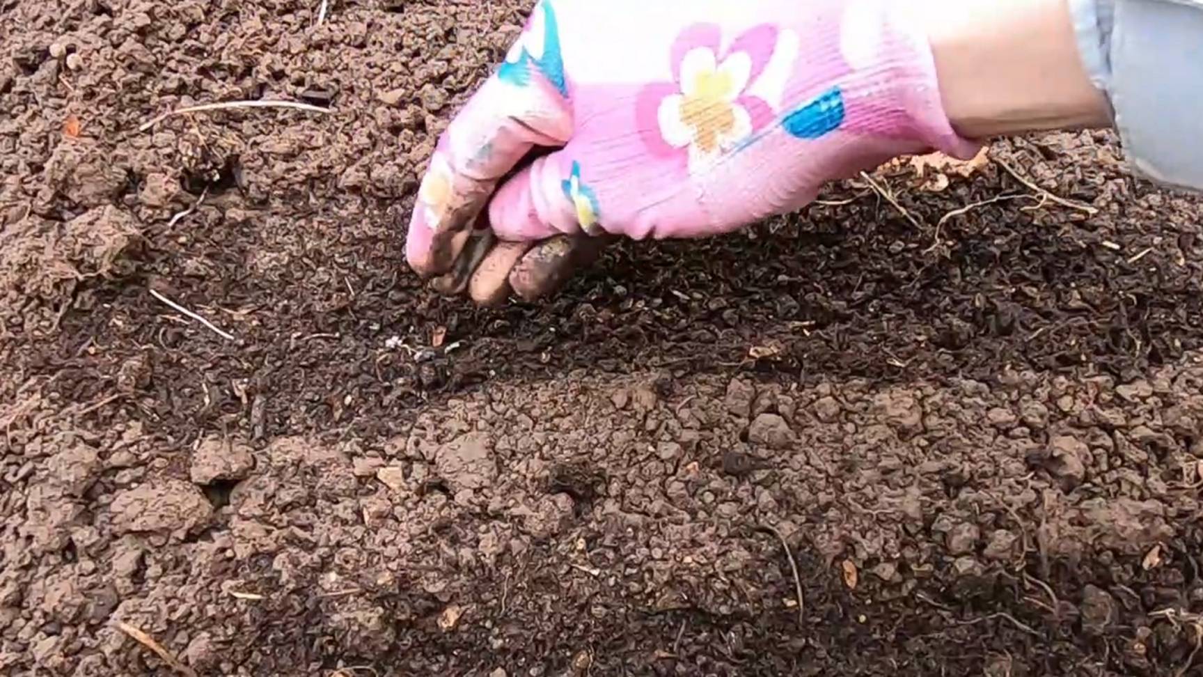 Что посеять под зиму? Посейте эти овощи и зелень для раннего урожая! смотреть онлайн