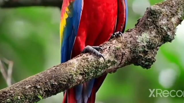 windows 10 wildlife sample video ll windows 10. смотреть онлайн