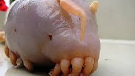 Самые УДИВИТЕЛЬНЫЕ и НЕВЕРОЯТНЫЕ ЖИВОТНЫЕ смотреть онлайн