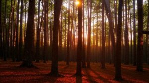 Вечернее пение лесных птиц. Прекрасный летний лес для отдыха