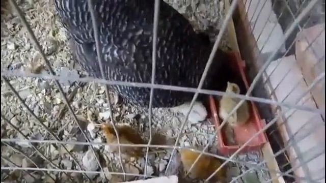 ¿Que son las gallinas Plymouth Rock? смотреть онлайн