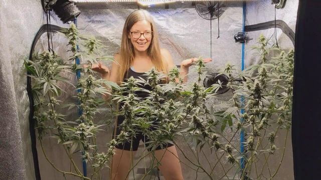 Emerald Harvest vs. Nectar Challenge! Week 5 смотреть онлайн