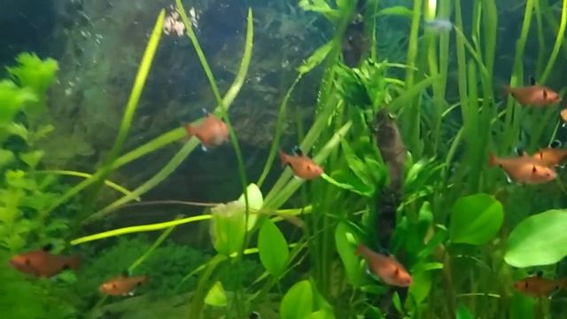 AMAZING COLOUR FISH PART 2 смотреть онлайн