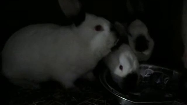 Три крольчихи, возраст 4 месяца от роду. смотреть онлайн