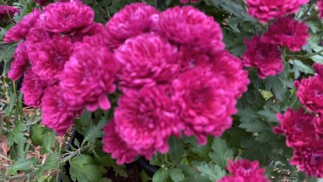 How to garden on a sloped backyard | The Dirt Locker Saga Ep. 04 смотреть онлайн