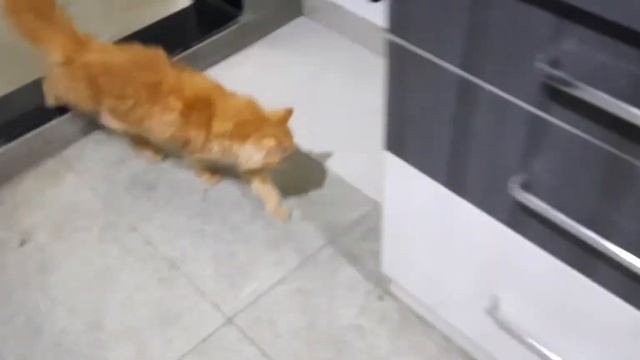 MUMU the cute cat is trying to open net window as she has seen a pigeon outside смотреть онлайн