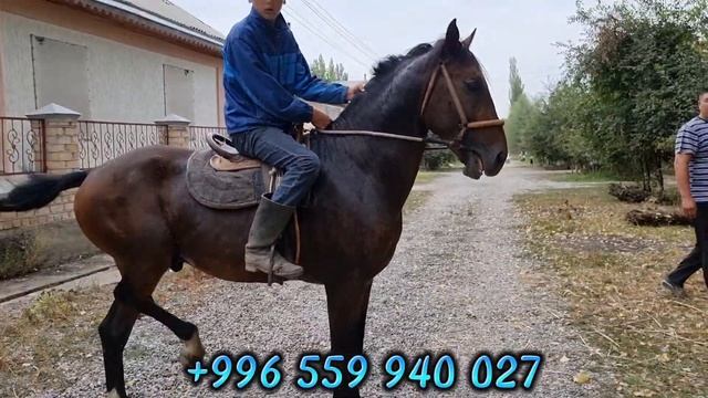 САТЫЛДЫ топту кесКЕН ДОДОНУ ТЕШКЕН АТ 👍ГАРАНТИЯ 26 августа 2022 г. смотреть онлайн