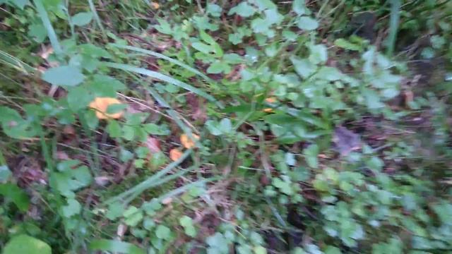 I look out the car window 5 orange red cap muchrooms and golden chantarelle смотреть онлайн