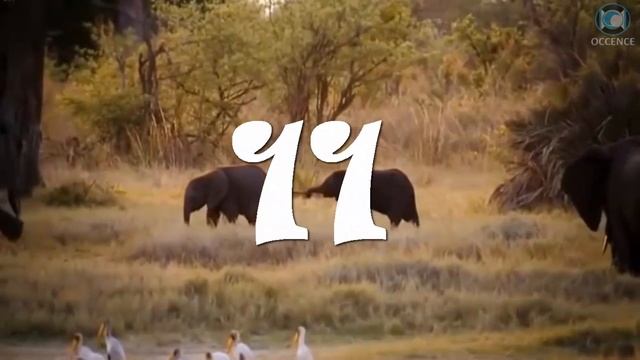 Elephant - Facts