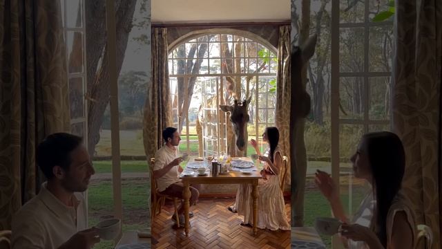 opportunity to have breakfast in the company of giraffes смотреть онлайн