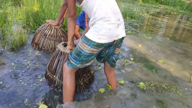 বিলে অসাধারণ পদ্ধতিতে পোলো দিয়ে মাছ শিকার । Best Polo Fishing Hunting With Village Beel смотреть онлайн