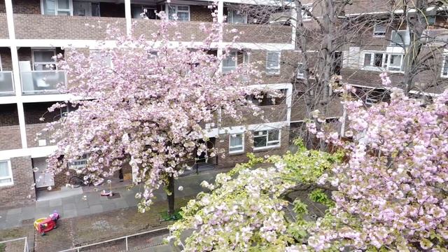 Cherry Blossoms from my window || Lutfur Polash смотреть онлайн