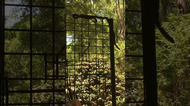 AWESOME! I looked 👀 out my window 🪟 & saw a “HUGE’@$$” SNAKE 🐍 DANCING 💃🕺🏻 near a BiRDHOUSE3 смотреть онлайн