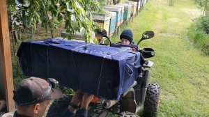 Ловля бродячих роев. Как поймать рой.