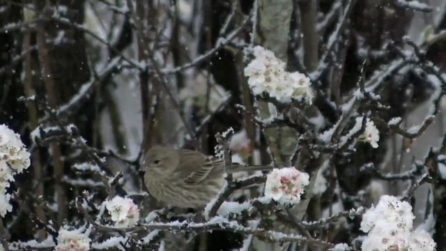 March Snow from my office window смотреть онлайн
