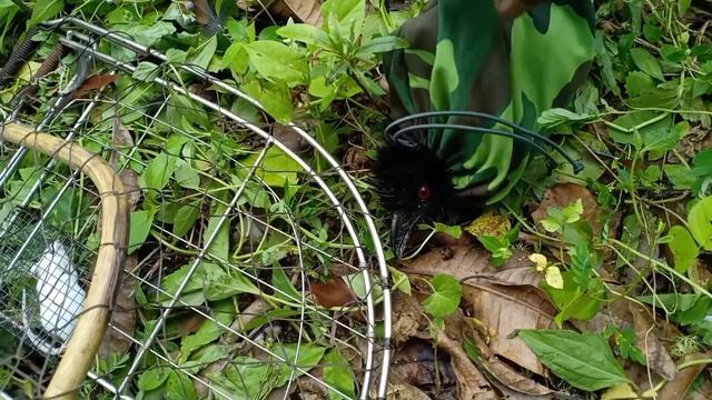 Bẫy Bìm Bịp 40: Gác 2 kèo so sánh giữa nhái và chuột. смотреть онлайн