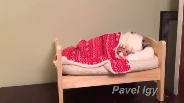 Тэст на психику кто засмиётся с того лайк и подписка :) смотреть онлайн