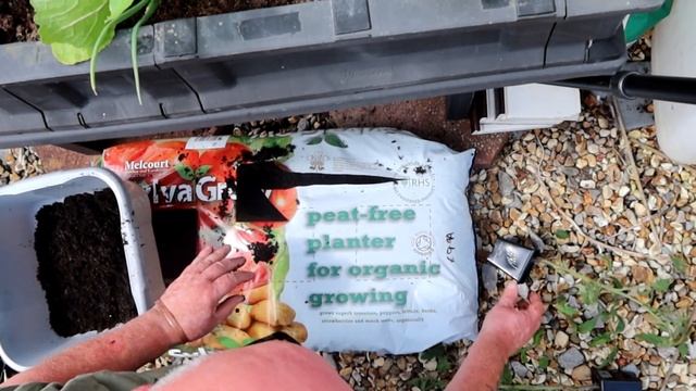 Trench Planting Young Tomato Plants - Great for Leggy & "Normal" Plants смотреть онлайн
