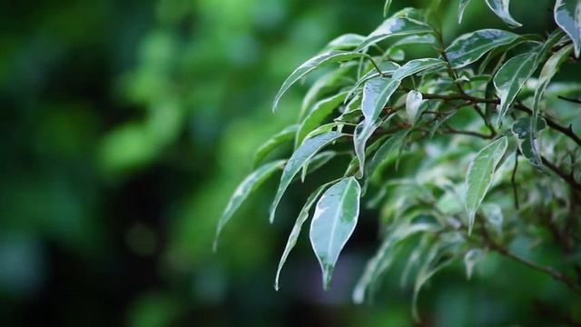 LISTEN TO THE RAIN Window Overlooking Garden Trees #rain #raining #rest #sleep #guitar #instrumenta смотреть онлайн
