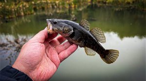 НАКОЛБАСИЛ КУЧУ РЫБЫ НА ЛЕСНОЙ РЕЧКЕ / РЫБАЛКА на МИКРОДЖИГ и БЛЕСНЫ