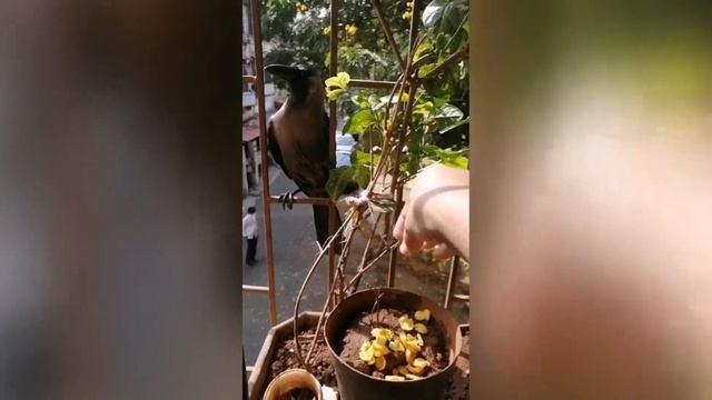 Glimpse of daily life amid pandemic 2020| feeding crow at my window смотреть онлайн