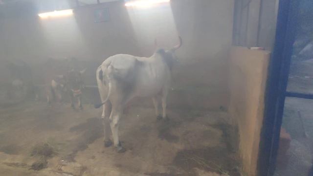 8-9-2023 cow dung+neem leaves smoke-best mosquito repellents. temple cows shed windows fully meshed смотреть онлайн
