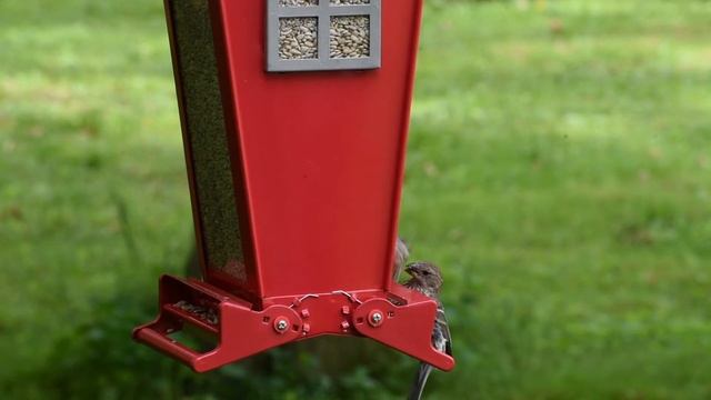 Snack Shack Resistor Feeder NA35194 смотреть онлайн