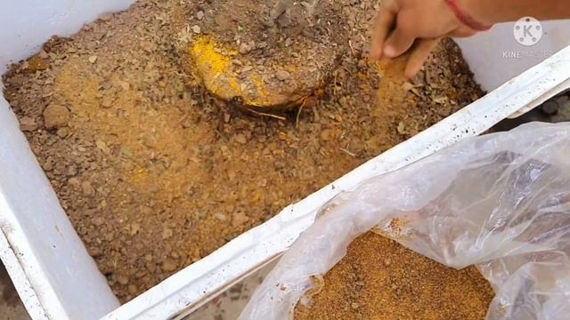 HRMN99🍎Plant Plantation In Big pot In Terrace.इसी उपाय से कीजिए plantation और देखिए पौधे की ग्रोथ😯 смотреть онлайн