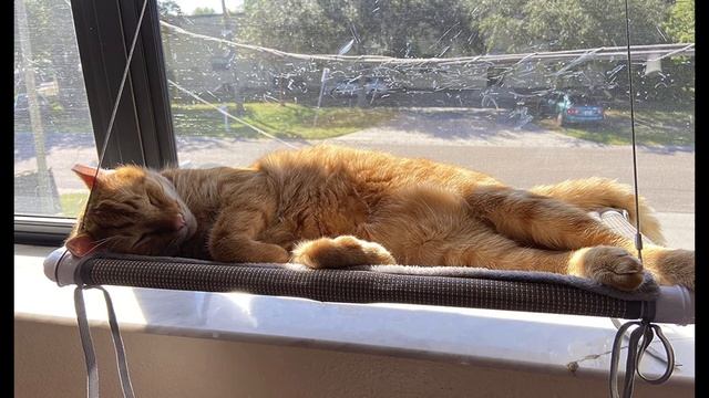 Calming Music for Cats | Window Mounted Cat Bed смотреть онлайн