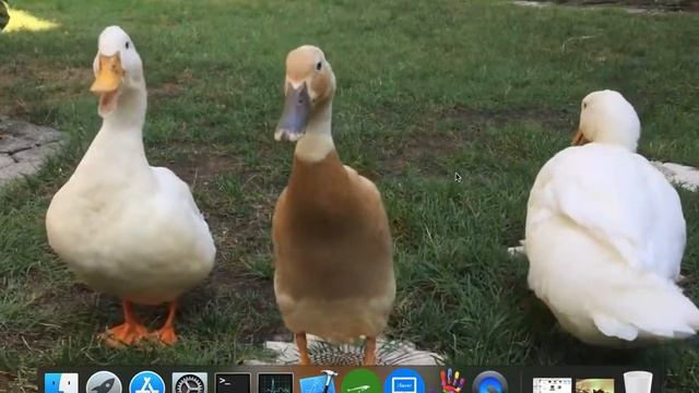 iWall makes cute pets your Mac dynamic desktop смотреть онлайн