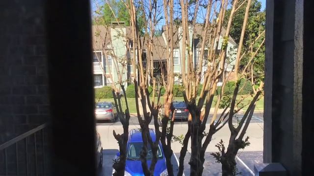 A bird speaking English outside my window this morning. смотреть онлайн