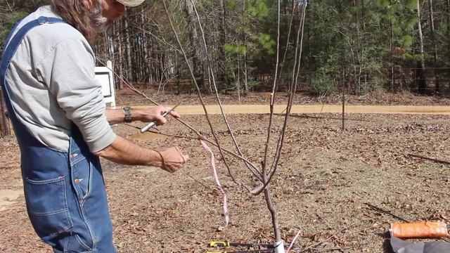 How to Care for Young Apple Trees смотреть онлайн